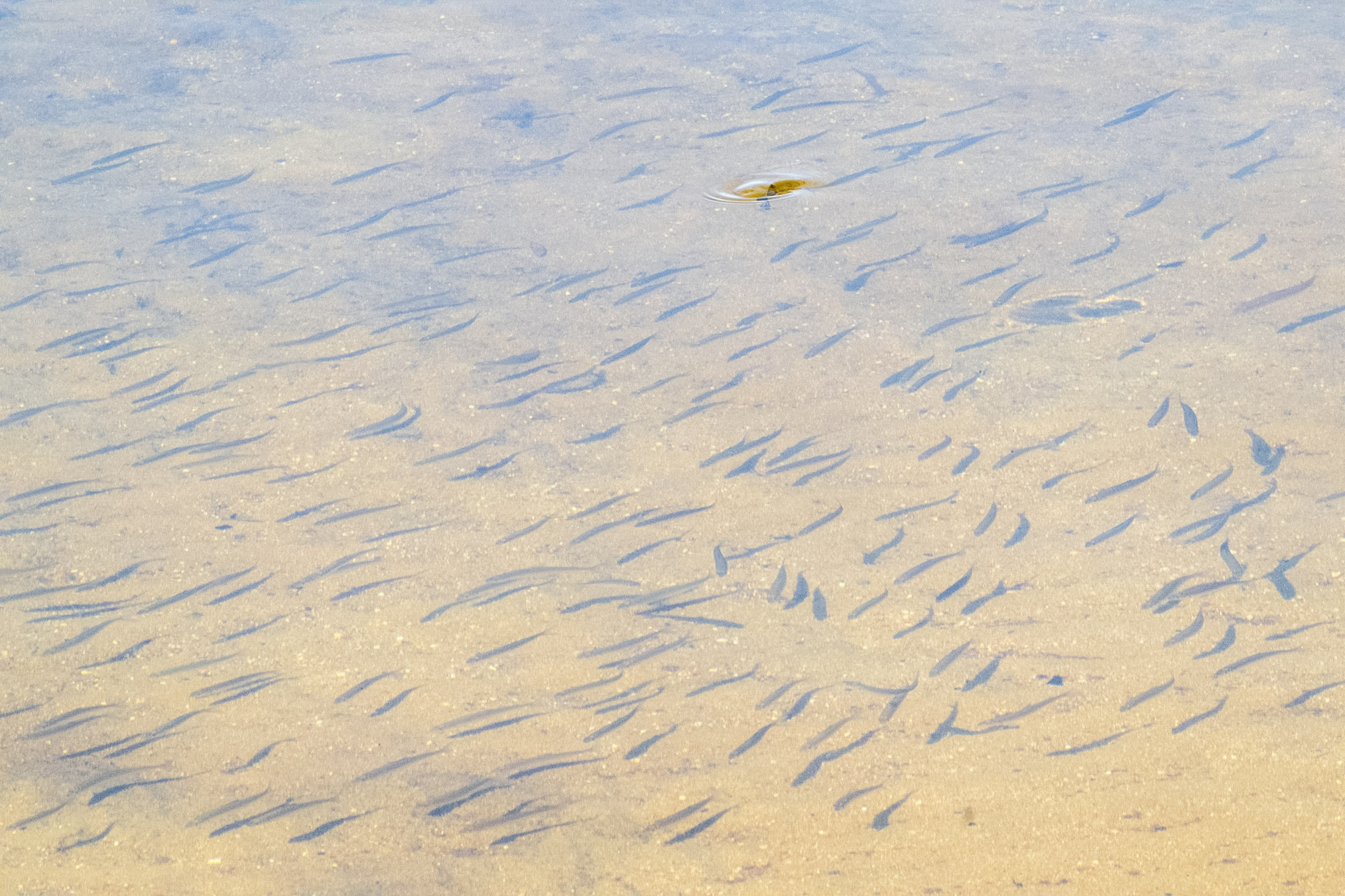 Pupfish swarm