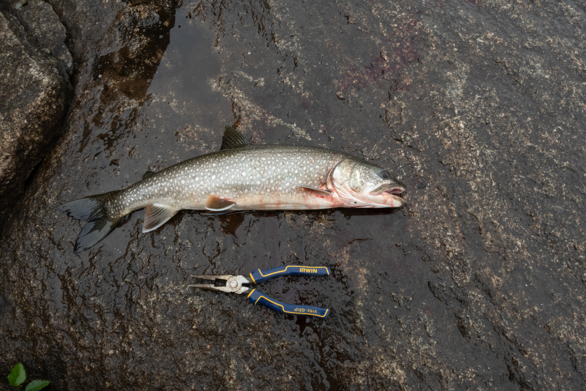 Lake Trout